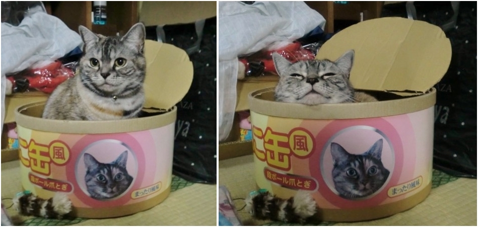 ナナちゃん横5年後
